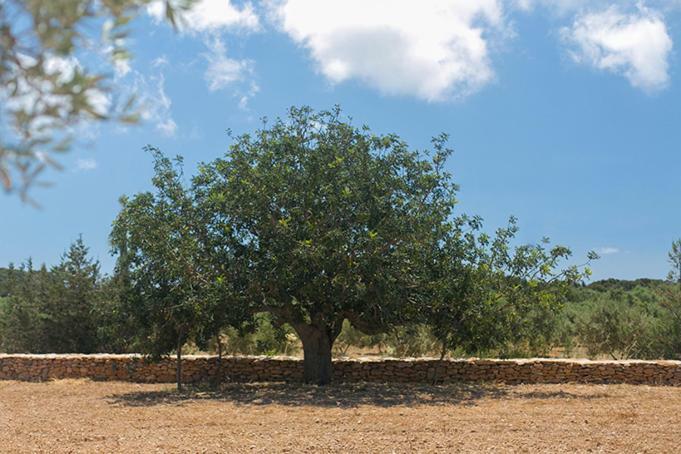 Ferienwohnung Ca Na Maria Teueta Sant Ferran de Ses Roques Exterior foto
