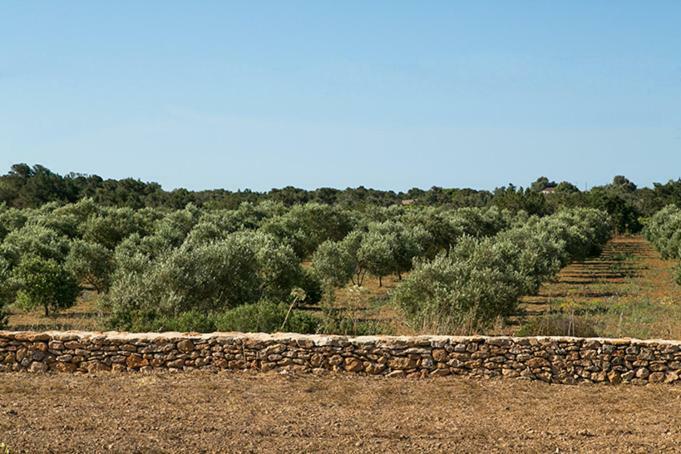 Ferienwohnung Ca Na Maria Teueta Sant Ferran de Ses Roques Exterior foto