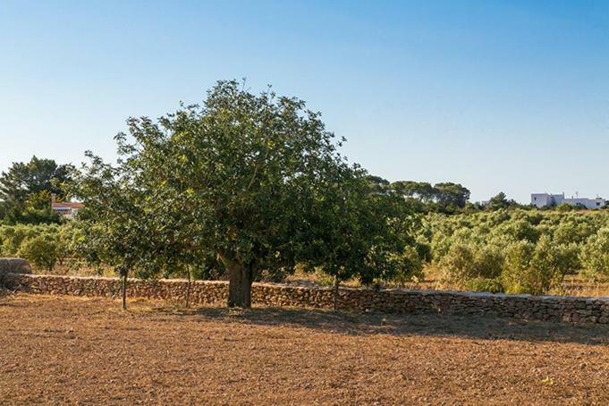 Ferienwohnung Ca Na Maria Teueta Sant Ferran de Ses Roques Exterior foto